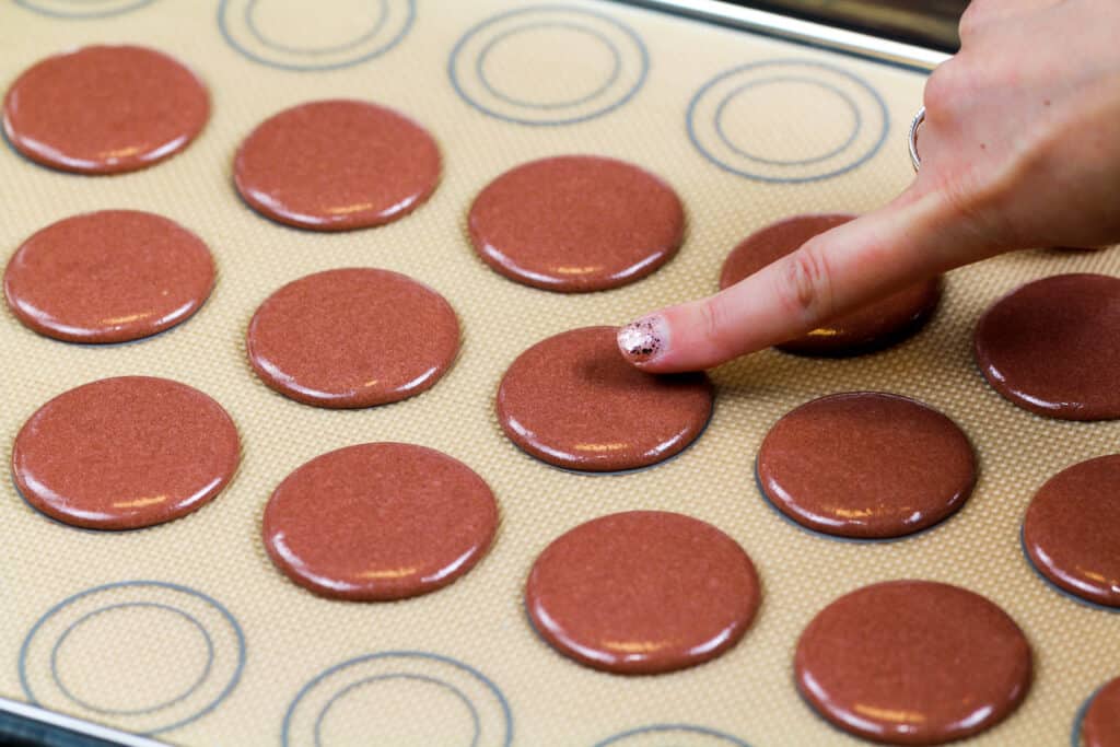 棕色的法国金刚龙壳经过休息并形成皮肤的图像